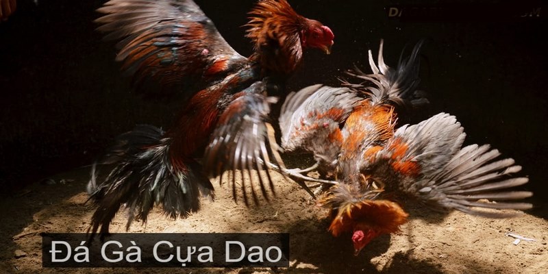 Kinh nghiệm chơi đá gà cựa dao không bao giờ thua