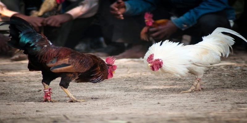 Tuyệt chiêu chơi đá gà bất bại nhiều trận đấu